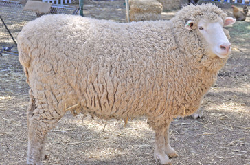 Fototapeta premium Australian adult merino sheep