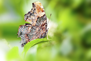 butterfly Kaniska canace drilon