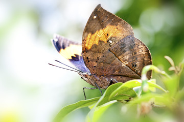 butterfly Kallima inachis formosana