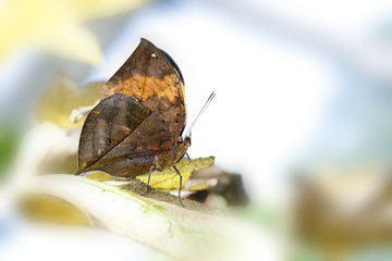 butterfly Kallima inachis formosana