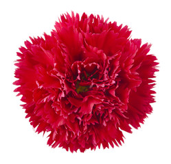 Red carnation flower