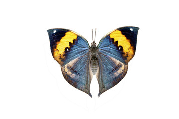 butterfly Kallima inachis formosana