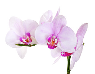 Fototapeta na wymiar orchids with pink centers on branch