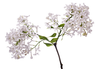 isolated white lilac flowers