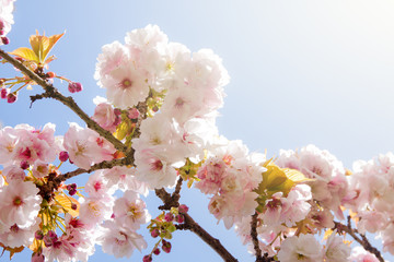 Beautiful summer blossom tree