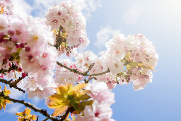 Beautiful summer blossom tree