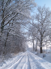Snowy forest road