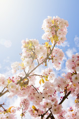 Beautiful summer blossom tree