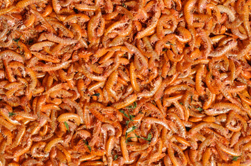 Dry gammarus