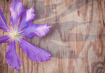 violet flowers on wooden background