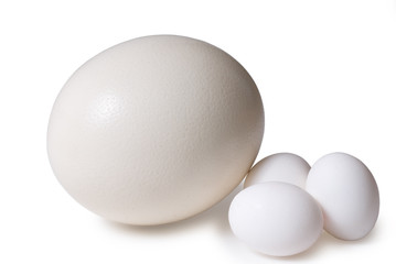 Egg of an ostrich and hen on a white background