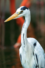 Blue Heron