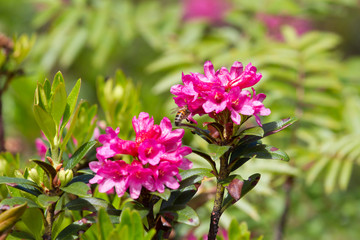 Abeille sur rhododendrons