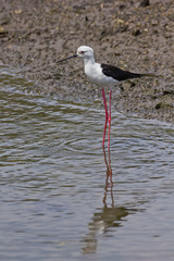 Fototapeta premium Black winged Stilt on sea coast