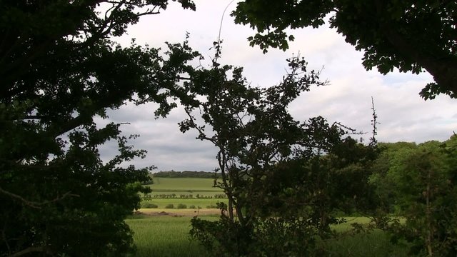 campane ombrag&eacute;e