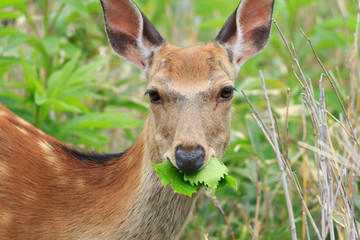 Fototapeta premium Feeding time,Hokkaido sika deer