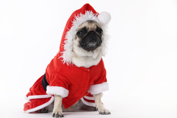 tierische weihnachten