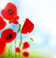 Fototapeta premium Poppy