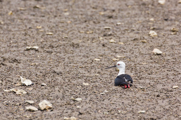 Black winged Stilt on sea coast
