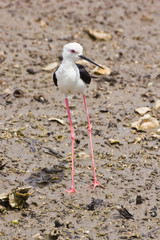 Black winged Stilt on sea coast
