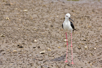 Black winged Stilt on sea coast