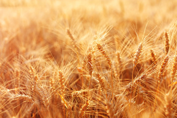 Beautiful field of ripe wheat