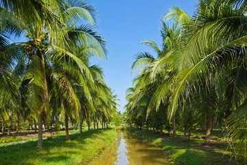 coconut trees on field