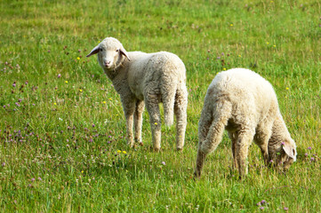 Lämmer auf der Wiese