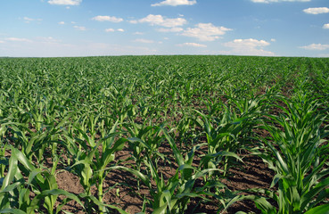 Agricultural landscape of corn field on  farm