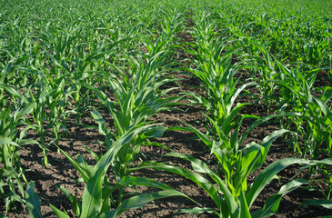 Green corn field