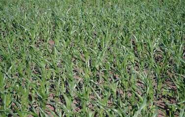 Green corn field