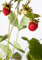 wild stawberry