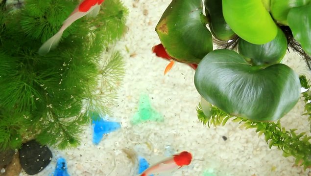 goldfish breeding