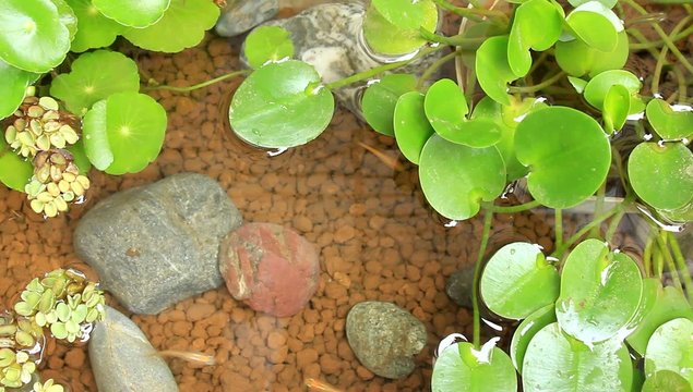 killifish breeding