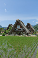 Fototapeta na wymiar Rice paddy fields and Gassho-style houses in Shirakawa-go