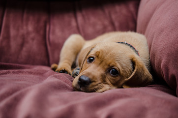 ラブラドールレトリバーの子犬