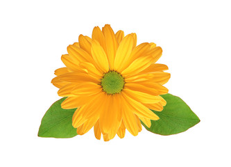 Orange chrysanthemum flower isolated on white