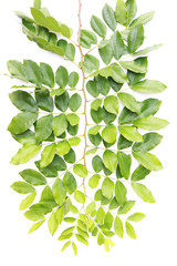 Green leaf isolated on white background