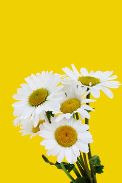 flower bouquet of daisies