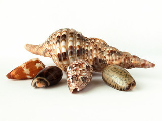 seashells