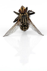 Fliege