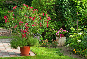 Nice oleander in the garden - obrazy, fototapety, plakaty