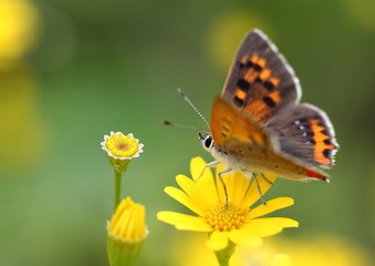 ダールベルグデージーの紅小灰蝶Lycaena phlaeas