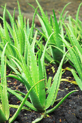 Aloe Vera is grown in the garden