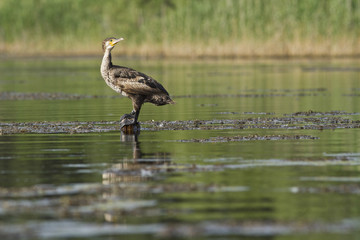 cormoran perché