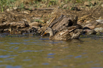 canard colvert femelle