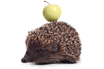 hedgehog