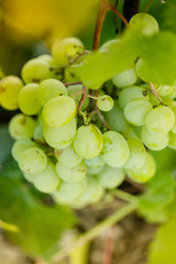 Bunch of grapes