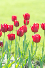 Garden with tulip flowers in summer