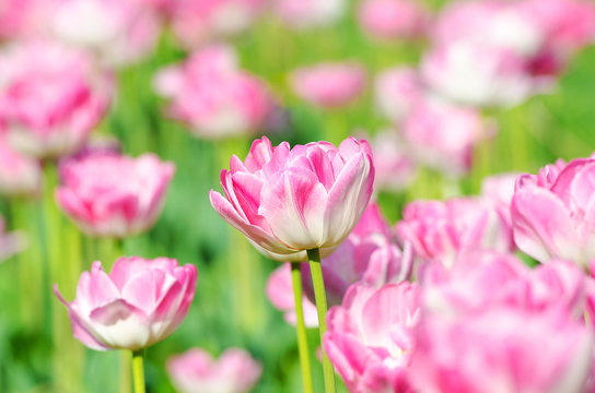 Garden with tulip flowers in summer © Elnur